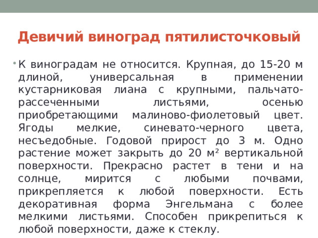 Девичий виноград пятилисточковый К виноградам не относится. Крупная, до 15-20 м длиной, универсальная в применении кустарниковая лиана с крупными, пальчато-рассеченными листьями, осенью приобретающими малиново-фиолетовый цвет. Ягоды мелкие, синевато-черного цвета, несъедобные. Годовой прирост до 3 м. Одно растение может закрыть до 20 м² вертикальной поверхности. Прекрасно растет в тени и на солнце, мирится с любыми почвами, прикрепляется к любой поверхности. Есть декоративная форма Энгельмана с более мелкими листьями. Способен прикрепиться к любой поверхности, даже к стеклу. 