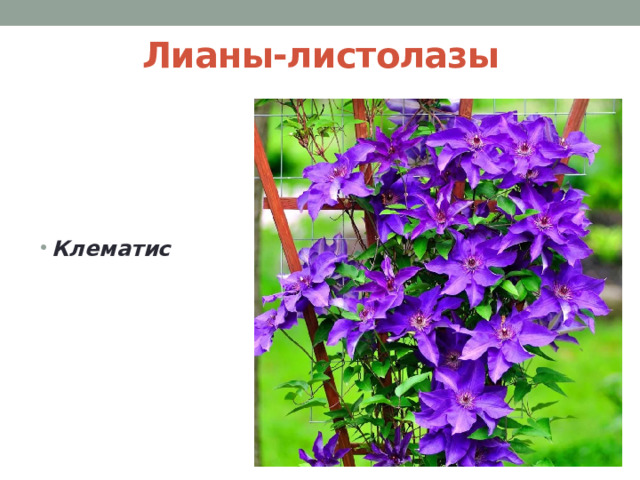 Лианы-листолазы Клематис 