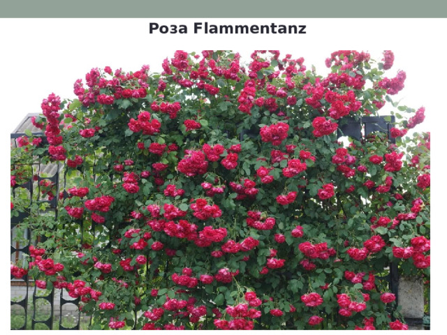 Роза Flammentanz  