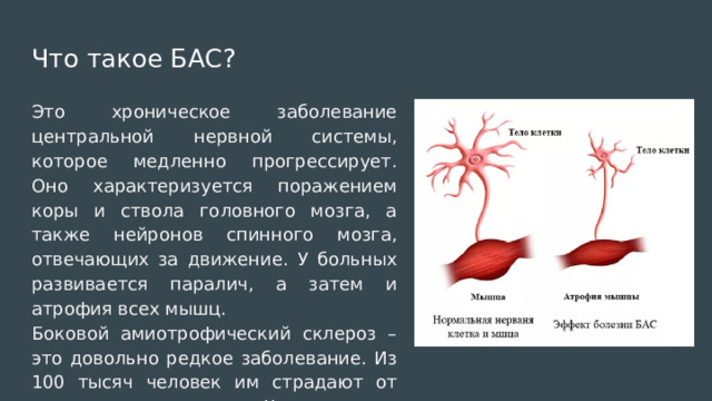 Что такое БАС? Это хроническое заболевание центральной нервной системы, которое медленно прогрессирует. Оно характеризуется поражением коры и ствола головного мозга, а также нейронов спинного мозга, отвечающих за движение. У больных развивается паралич, а затем и атрофия всех мышц. Боковой амиотрофический склероз – это довольно редкое заболевание. Из 100 тысяч человек им страдают от одного до пяти. Чаще всего заболевают люди от 40 до 50 лет. Болезнь Стивена Хокинга, причины которой неизвестны, является неизлечимой. 