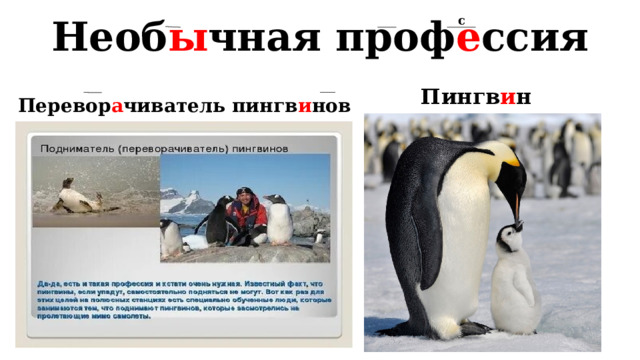 Необ ы чная проф е ссия с   Пингв и н  Перевор а чиватель пингв и нов 