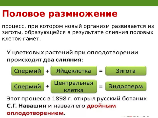 Половое размножение процесс, при котором новый организм развивается из зиготы, образующейся в результате слияния половых клеток-гамет. 
