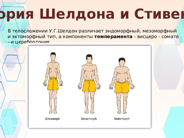 Теория Шелдона и Стивенса В телосложении У.Г.Шелдон различает эндоморфный, мезоморфный и эктоморфный тип, а компоненты  темперамента  - висцеро - сомато - и церебротония. 