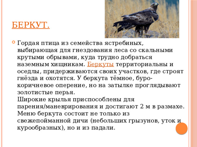 Беркут. Гордая птица из семейства ястребиных, выбирающая для гнездования леса со скальными крутыми обрывами, куда трудно добраться наземным хищникам. Беркуты территориальны и оседлы, придерживаются своих участков, где строят гнёзда и охотятся. У беркута тёмное, буро-коричневое оперение, но на затылке проглядывают золотистые перья.  Широкие крылья приспособлены для парения/маневрирования и достигают 2 м в размахе.  Меню беркута состоит не только из свежепойманной дичи (небольших грызунов, уток и курообразных), но и из падали. 