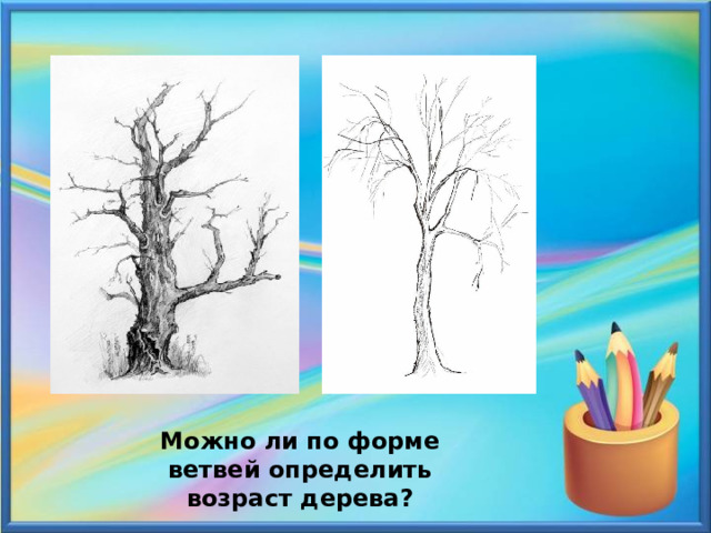 Можно ли по форме ветвей определить возраст дерева? 