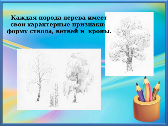  Каждая порода дерева имеет свои характерные признаки: форму ствола, ветвей и кроны. 