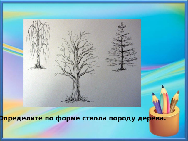 Определите по форме ствола породу дерева. 