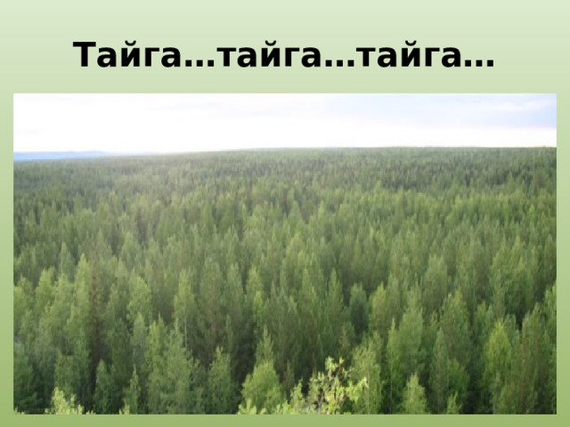 Тайга…тайга…тайга… 