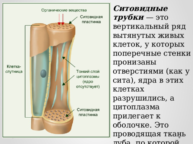 Ситовидные трубки — это вертикальный ряд вытянутых живых клеток, у которых поперечные стенки пронизаны отверстиями (как у сита), ядра в этих клетках разрушились, а цитоплазма прилегает к оболочке. Это проводящая ткань луба, по которой перемещаются растворы органических веществ . 