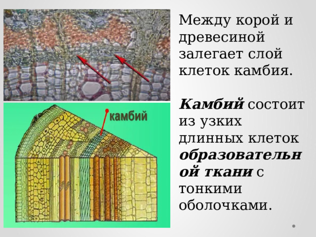 Между корой и древесиной залегает слой клеток камбия.  Камбий состоит из узких длинных клеток образовательной ткани с тонкими оболочками. 