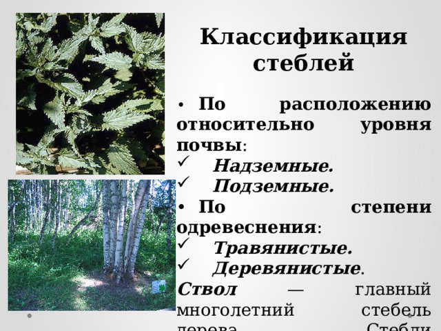Классификация стеблей •  По расположению относительно уровня почвы :  Надземные.  Подземные. •  По степени одревеснения :  Травянистые.  Деревянистые . Ствол — главный многолетний стебель дерева. Стебли кустарников называют стволиками. 