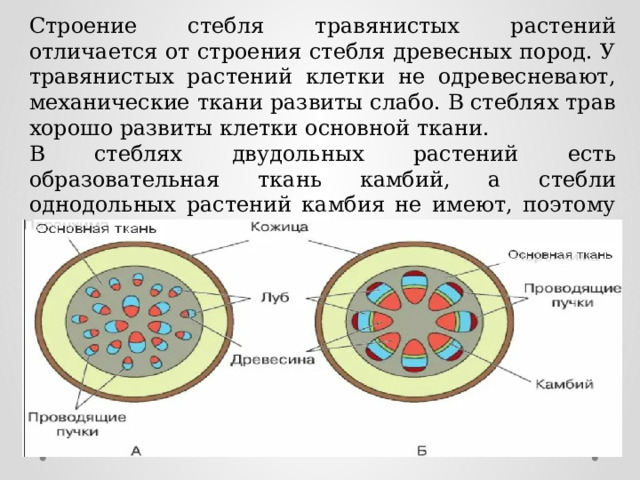 Строение стебля травянистых растений отличается от строения стебля древесных пород. У травянистых растений клетки не одревесневают, механические ткани развиты слабо. В стеблях трав хорошо развиты клетки основной ткани. В стеблях двудольных растений есть образовательная ткань камбий, а стебли однодольных растений камбия не имеют, поэтому почти не растут в толщину. 