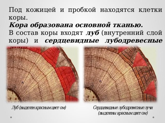 Под кожицей и пробкой находятся клетки коры. Кора образована основной тканью. В состав коры входят луб (внутренний слой коры) и сердцевидные лубодревесные лучи . 