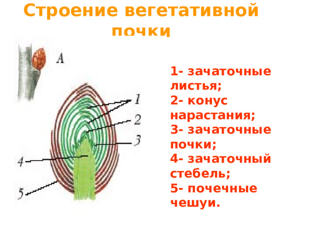 Строение вегетативной почки 1- зачаточные листья; 2- конус нарастания; 3- зачаточные почки; 4- зачаточный стебель; 5- почечные чешуи. 
