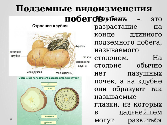 Подземные видоизменения побег ов Клубень – это разрастание на конце длинного подземного побега, называемого столоном. На столоне обычно нет пазушных почек, а на клубне они образуют так называемые глазки, из которых в дальнейшем могут развиться новые побеги (картофель, топинамбур). 