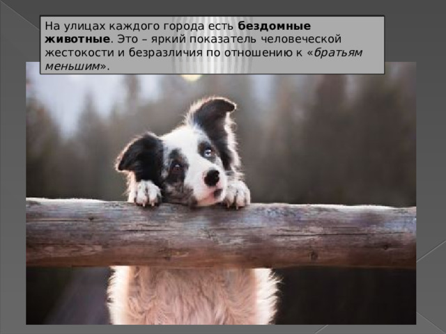 На улицах каждого города есть  бездомные животные . Это – яркий показатель человеческой жестокости и безразличия по отношению к « братьям меньшим ». 