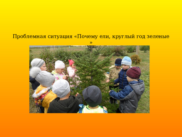 Проблемная ситуация «Почему ели, круглый год зеленые » 
