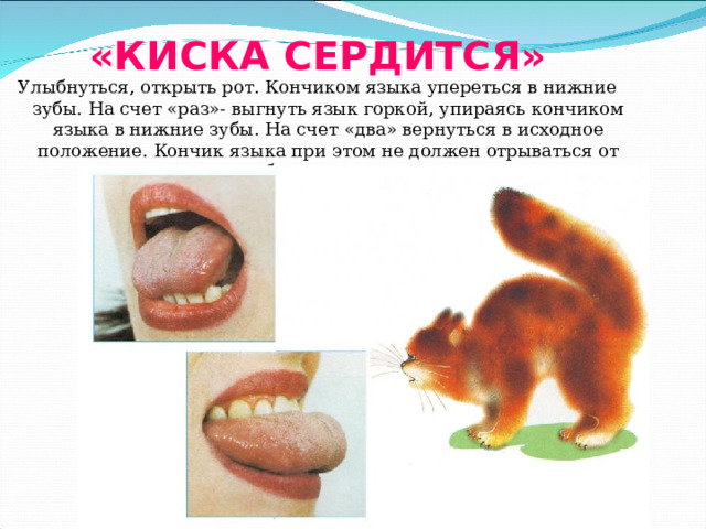 «КИСКА СЕРДИТСЯ» Улыбнуться, открыть рот. Кончиком языка упереться в нижние зубы. На счет «раз»- выгнуть язык горкой, упираясь кончиком языка в нижние зубы. На счет «два» вернуться в исходное положение. Кончик языка при этом не должен отрываться от нижних зубов, рот не закрывается 