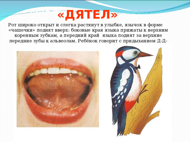 «ДЯТЕЛ» Рот широко открыт и слегка растянут в улыбке, язычок в форме «чашечки» поднят вверх: боковые края языка прижаты к верхним коренным зубкам, а передний край языка поднят за верхние передние зубы к альвеолам. Ребёнок говорит с придыханием Д-Д-Д или Т-Т-Т. Язык «прыгает на бугорках». 