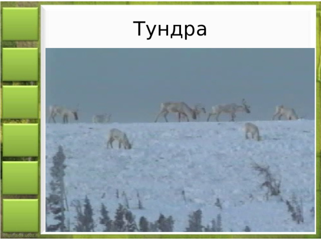 Тундра 