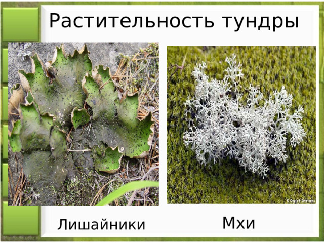 Растительность тундры Мхи Лишайники 