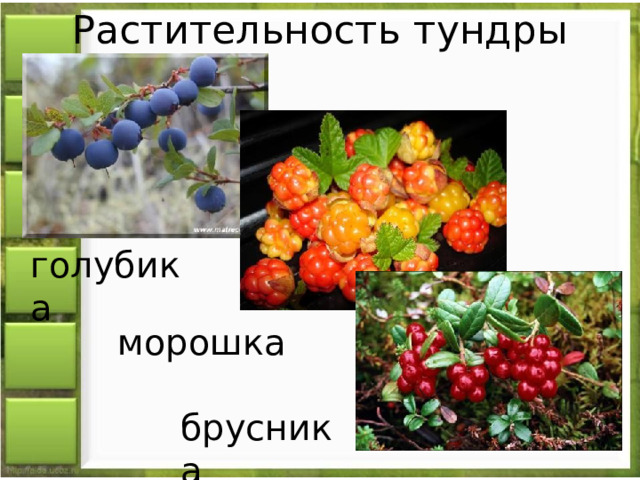 Растительность тундры голубика морошка брусника 