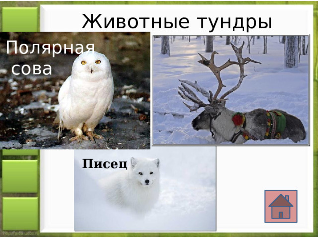 Животные тундры Полярная сова Северный олень Писец 