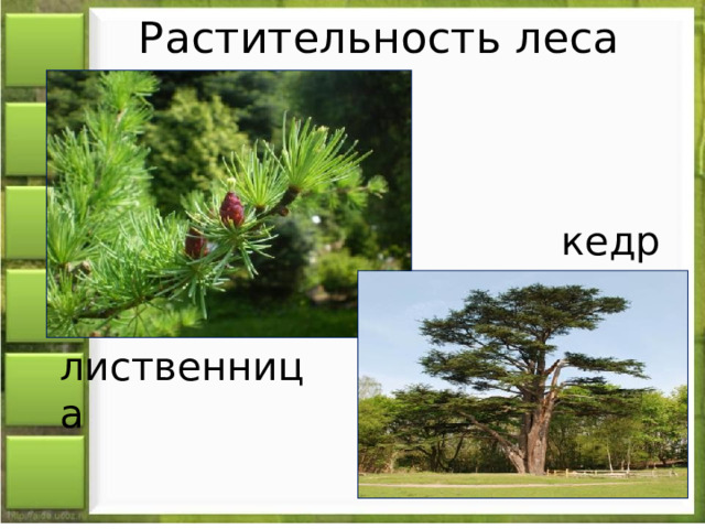 Растительность леса кедр лиственница 