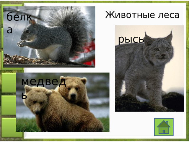 Животные леса белка рысь медведь 