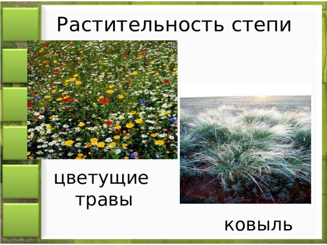 Растительность степи цветущие травы ковыль 