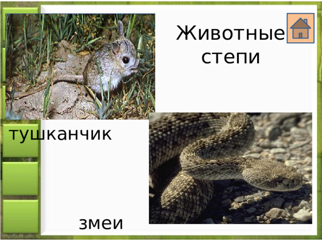 Животные степи тушканчик змеи 