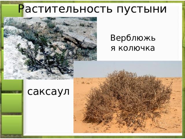 Растительность пустыни Верблюжья колючка саксаул 
