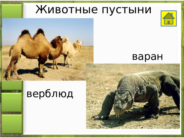 Животные пустыни варан верблюд 
