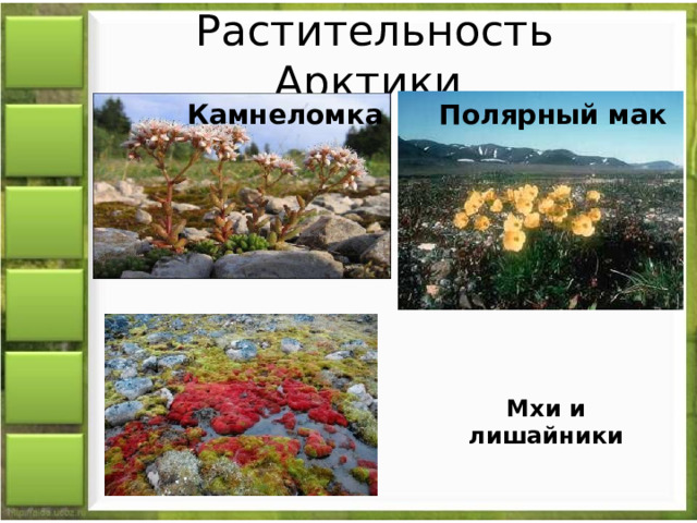 Растительность Арктики. Камнеломка Полярный мак Мхи и лишайники 