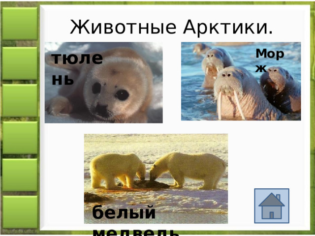 Животные Арктики. Морж тюлень белый медведь 