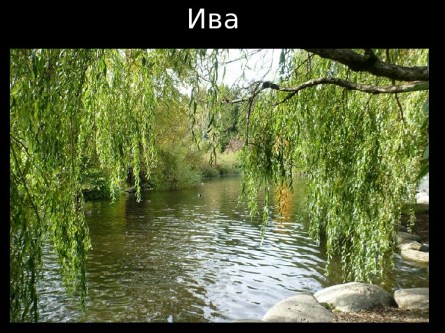 Ива 