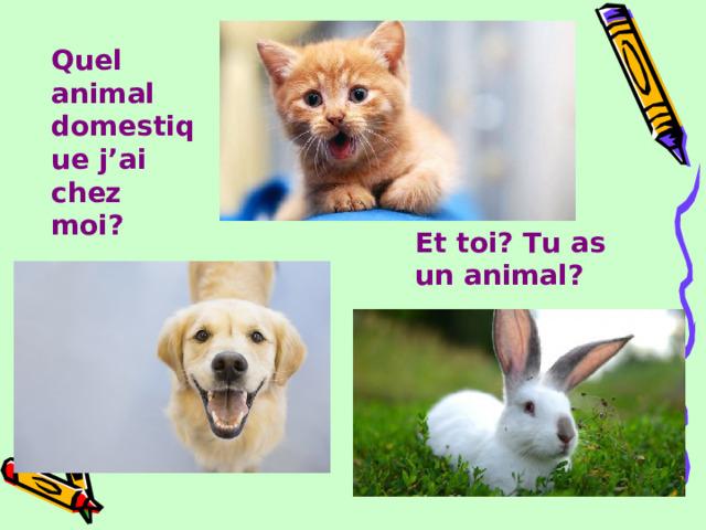 Quel animal domestique j’ai chez moi? Et toi? Tu as un animal? 