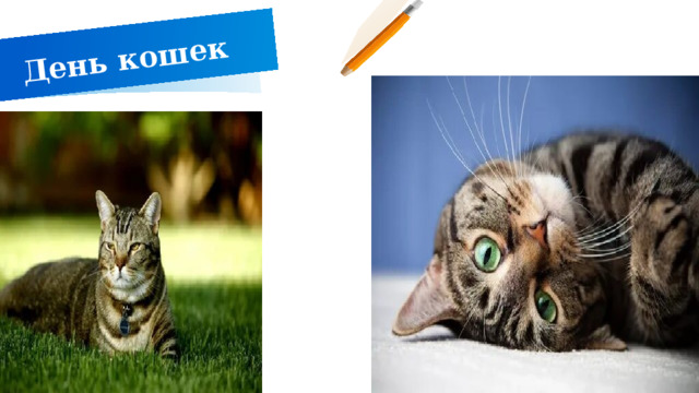 День кошек ДОБАВИТЬ НИЖНИЙ КОЛОНТИТУЛ 1 