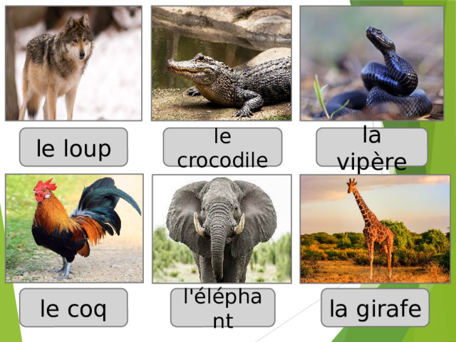 le loup le crocodile la vipère le coq l'éléphant la girafe 