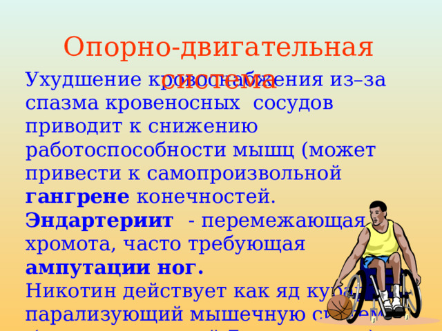 Опорно-двигательная система Ухудшение кровоснабжения из–за спазма кровеносных сосудов приводит к снижению работоспособности мышц (может привести к самопроизвольной гангрене конечностей. Эндартериит - перемежающая хромота, часто требующая ампутации ног. Никотин действует как яд курара, парализующий мышечную систему  (страдает каждый 7 курильщик ) 