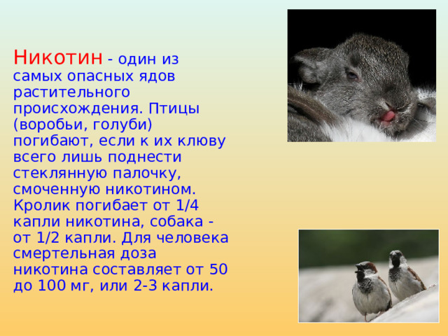 Никотин - один из самых опасных ядов растительного происхождения. Птицы (воробьи, голуби) погибают, если к их клюву всего лишь поднести стеклянную палочку, смоченную никотином. Кролик погибает от 1/4 капли никотина, собака - от 1/2 капли. Для человека смертельная доза никотина составляет от 50 до 100 мг, или 2-3 капли. 