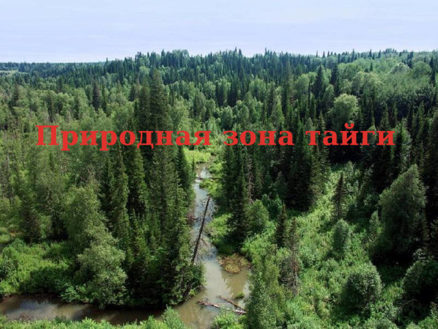 Природная зона тайги 