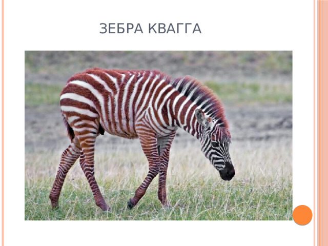 Зебра квагга 