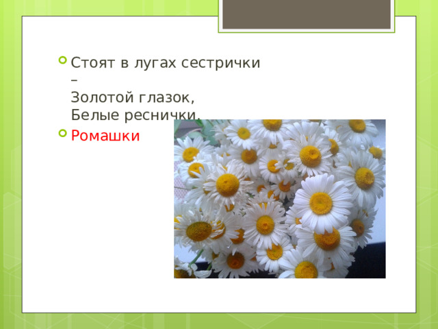 Стоят в лугах сестрички –  Золотой глазок,  Белые реснички. Ромашки 