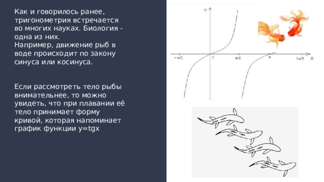 Как и говорилось ранее, тригонометрия встречается во многих науках. Биология - одна из них.  Например, движение рыб в воде происходит по закону синуса или косинуса.    Если рассмотреть тело рыбы внимательнее, то можно увидеть, что при плавании её тело принимает форму кривой, которая напоминает график функции y=tgx 