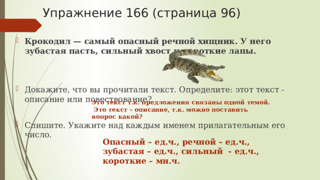 Упражнение 166 (страница 96) Крокодил — самый опасный речной хищник. У него зубастая пасть, сильный хвост и короткие лапы.  Докажите, что вы прочитали текст. Определите: этот текст - описание или повествование? Спишите. Укажите над каждым именем прилагательным его число. Это текст т.к. предложения связаны одной темой. Это текст – описание, т.к. можно поставить вопрос какой? Опасный – ед.ч., речной – ед.ч., зубастая – ед.ч., сильный - ед.ч., короткие – мн.ч. 