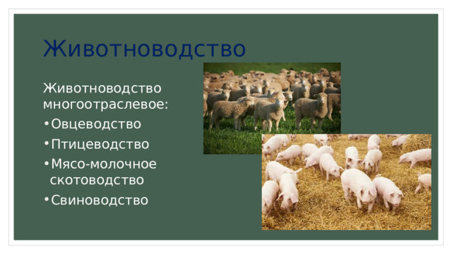 Животноводство Животноводство многоотраслевое: Овцеводство Птицеводство Мясо-молочное скотоводство Свиноводство 