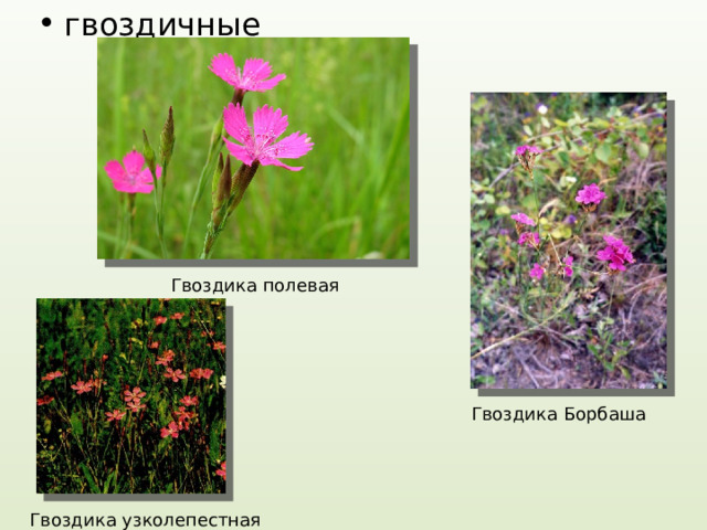гвоздичные Гвоздика полевая Гвоздика Борбаша Гвоздика узколепестная 