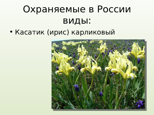 Охраняемые в России виды: Касатик (ирис) карликовый 