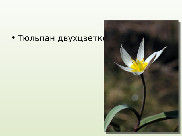 Тюльпан двухцветковый 